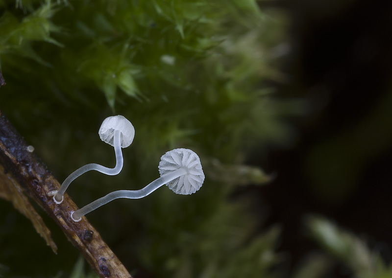 Mycena mucor